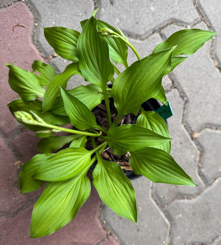 Hosta funkie o harra - hosta,